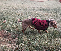 Dog Sweater Crochet Pattern XXS Extra Small Small Medium -   Crochet  dog sweater, Crochet dog sweater free pattern, Dog sweater crochet pattern